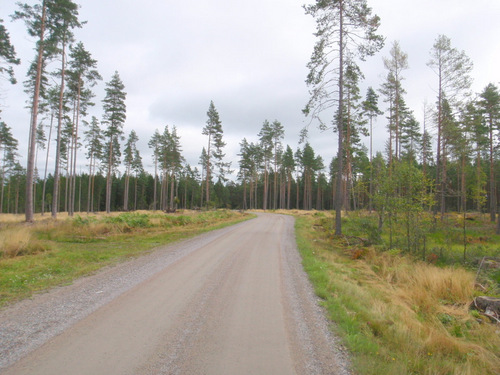 Groomed Forest.